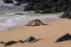 Sea turtle on the shore Maui       